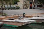 PICTURES/Cambridge - Punting Down the Cam River/t_Ducks1.JPG